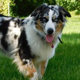 Australian Shepherds and Miniature Australian Shepherds from Schwanke Aussie’s