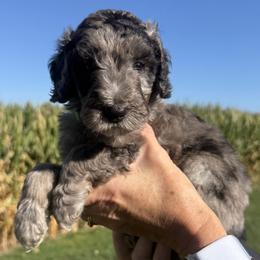 Finn - Blue merle male Sheepadoodle puppy in Lancaster, Pennsylvania from Bitler Family Puppies