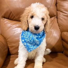 Mr. Smee - Parti male Goldendoodle puppy in Pittsburg, Texas from Peachy Pine Goldendoodles