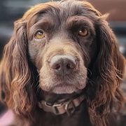 Boykin Spaniels from Silver Creek Boykins