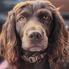 Boykin Spaniels from Silver Creek Boykins