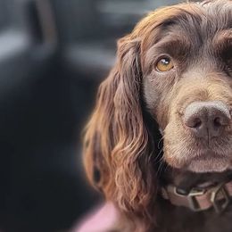 Boykin Spaniels from Silver Creek Boykins