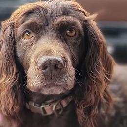 Boykin Spaniels from Silver Creek Boykins