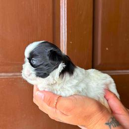 Pumpkin - Blue and white female Shih Tzu puppy in Azusa, California from RJ Shih Tzu lover