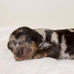 Rooster - Dapple male Dachshund puppy in Mapleton, Utah from Utah County Dachshunds