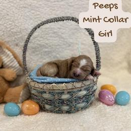 Peeps - Red  female Goldendoodle puppy in Taylorsville, North Carolina from Doggone Dixie Doodles