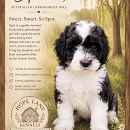 Spot - Caramel cream female Australian Labradoodle puppy in Millville, California from Hope Lane Kennels