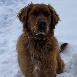 Golden Retrievers from Teton View Golden Retrievers