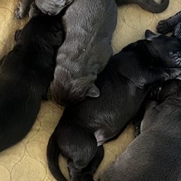 Girl Chocolate Lab $1500 - Chocolate Dilute Retriever puppy in Ramona, California from Granite Ridge Silver Labs