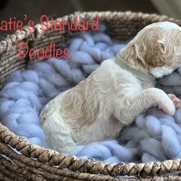 Poodle Puppies from Katie’s Standard Poodles