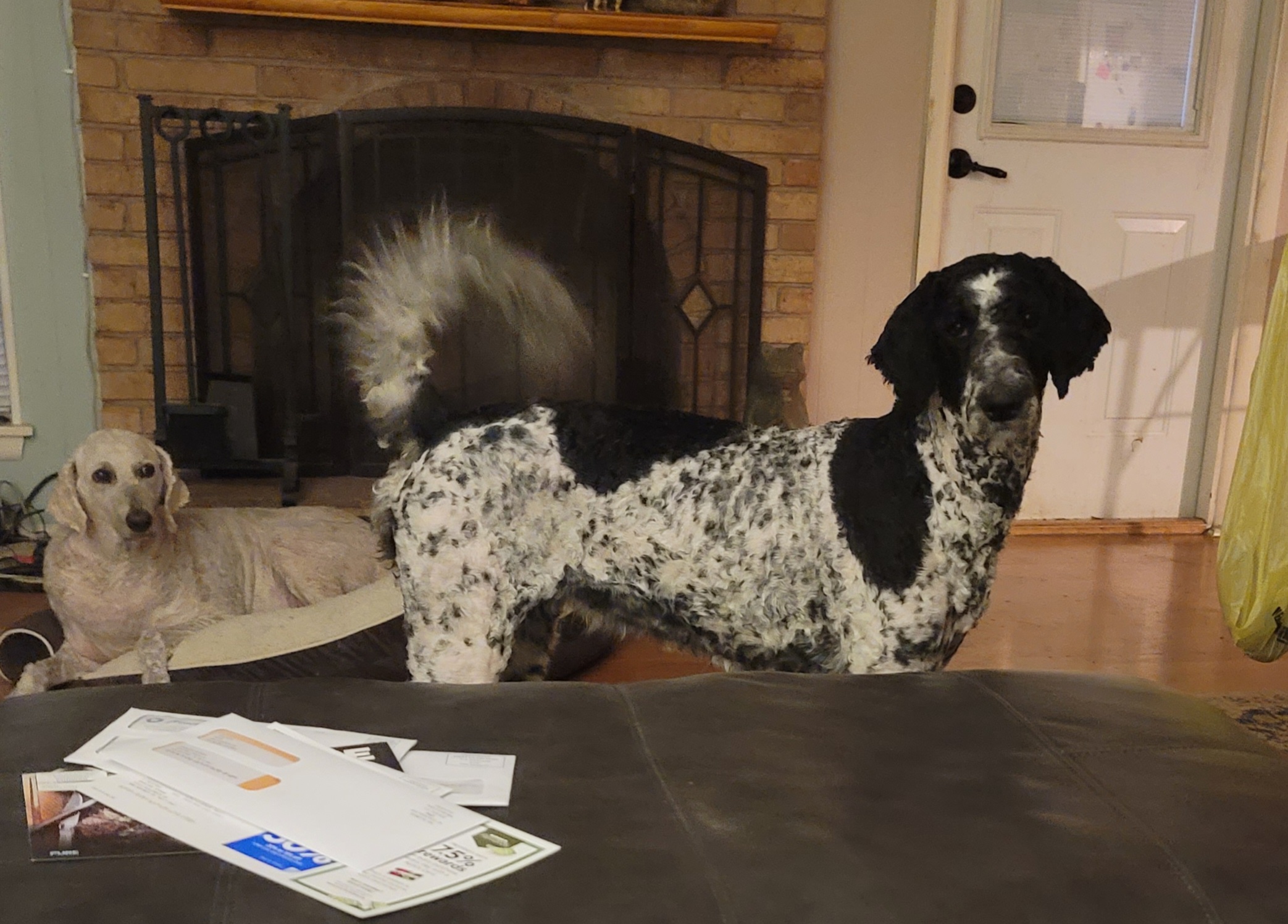 Australian Labradoodles and Labradoodles from Multigenerational Labradoodles of Central TX