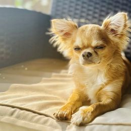 Chihuahuas from Luxe Paradise House of Chi