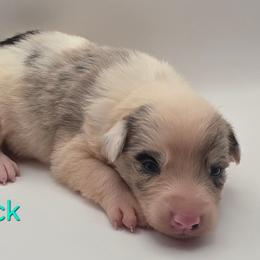 Black - Blue merle female Border Collie puppy in Itasca, Texas from KMA Ranch
