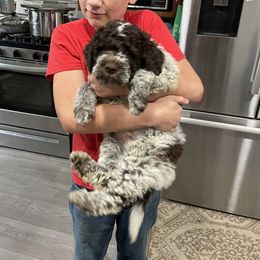 Lagotto Romagnolo Puppies from Agapē Lagotto Romagnolo
