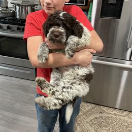 Lagotto Romagnolo Puppies from Agapē Lagotto Romagnolo