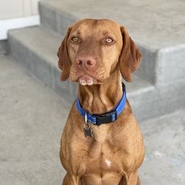Pete - Vizsla