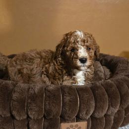 Howard - Parti male Poodle puppy in Statesboro, Georgia from Briar Creek Kennels