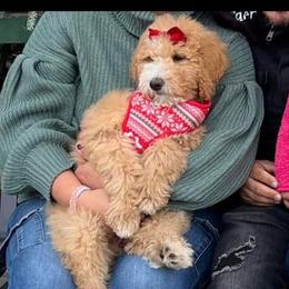 Goldendoodle Puppies from The Doodle House