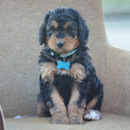 Light Blue Collar Female - Phantom female Bernedoodle puppy in Scottsboro, Alabama from Dixie Land Doodles