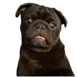 Denny - Pug