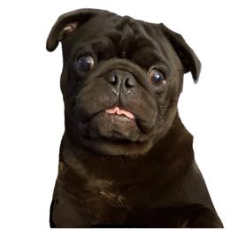 Denny - Pug