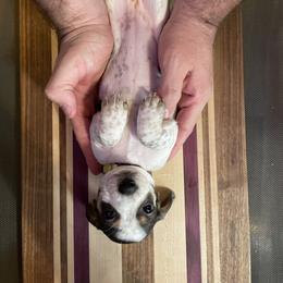 Dachshund Puppies from Hursh’s Hounds