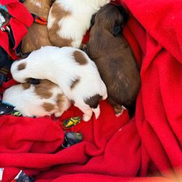 Shih Tzu puppies from Our ShihTzu Family