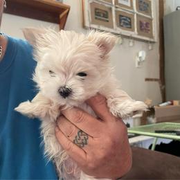 Chi - White male Morkie puppy in Taylorsville, North Carolina from Mountain Top Hot Tailz