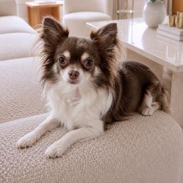Medius - Chihuahua