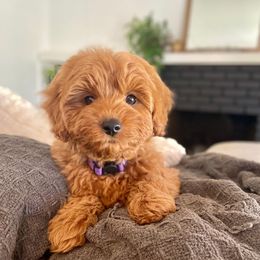 Goldendoodles from Golden State Doodles