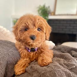 Goldendoodles from Golden State Doodles