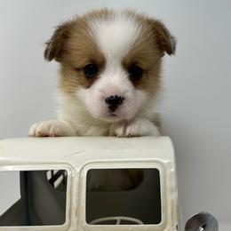 Winter - Red female Pembroke Welsh Corgi puppy in Waco, Texas from The Comma Corgis