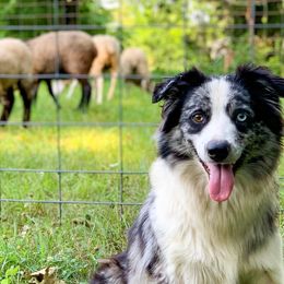 Jinx - Border Collie
