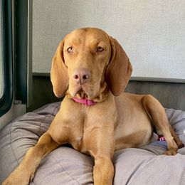 Hazel - Vizsla