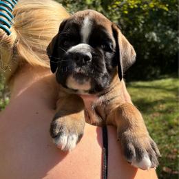 Boy 2 - Fawn male Boxer puppy in Lebanon, Ohio from Kennel From Tripillya