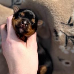 Little Miss Daisy May - Black and tan female Yorkshire Terrier puppy in Hope, Indiana from DJ Yorkies
