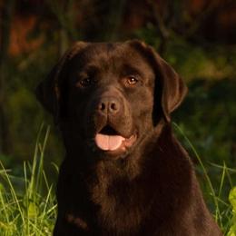 Karmen - Labrador Retriever