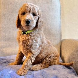 Eggnog (Yellow Collar) - Apricot male Goldendoodle puppy in Bay City, Texas from Charming Doods