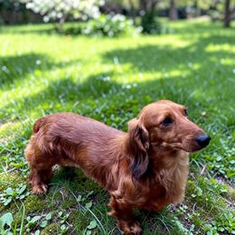 Valentino - Dachshund
