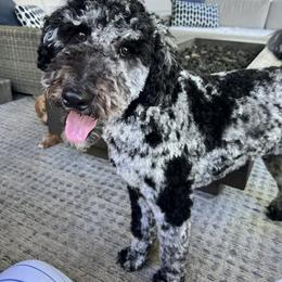 Aussiedoodle All Grown Up from Pawsitively Doodles