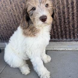 Saint Berdoodle Puppies from Badland St. Berdoodles LLC