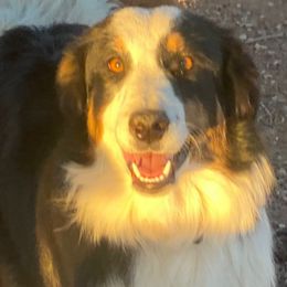 Dunkel-1 year old - Black tri-color Australian Shepherd puppy in Penrose, Colorado from Best Friend Aussies