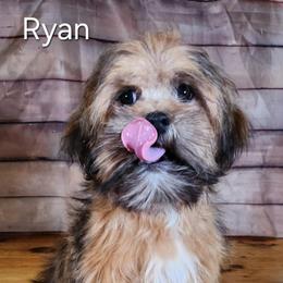 Ryan - Red male Lhasa Apso puppy in Jefferson, New York from Absolute Lhasa Love