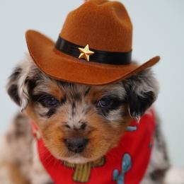 Wrangler - Blue merle male Miniature Australian Shepherd puppy in Chesapeake, Virginia from Beaver Dam Mini Aussies