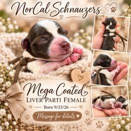 Ruby - Parti female Miniature Schnauzer puppy in Magalia, California from NorCal Schnauzers