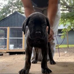 Purple girl - Black brindle female Cane Corso puppy in Saluda, South Carolina from Brooks Imperial Corso