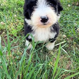Versace with training - Black and white female Bernedoodle puppy in Boonville, North Carolina from Doods & Dolls