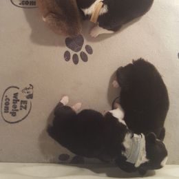 Pembroke Welsh Corgi Puppies from Benischek's P. W. Corgi's