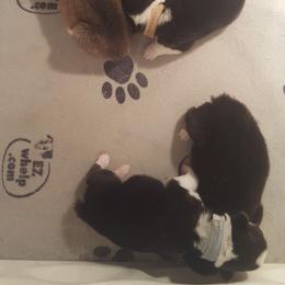 Pembroke Welsh Corgi Puppies from Benischek's P. W. Corgi's