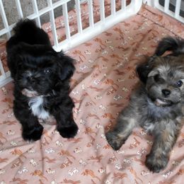 Havanese Puppies from Court Jester Havanese